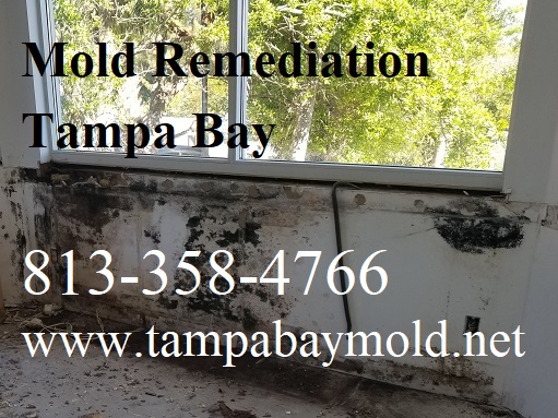 TampaBayMold.net - St Petersburg FL business image in St Petersburg, Florida